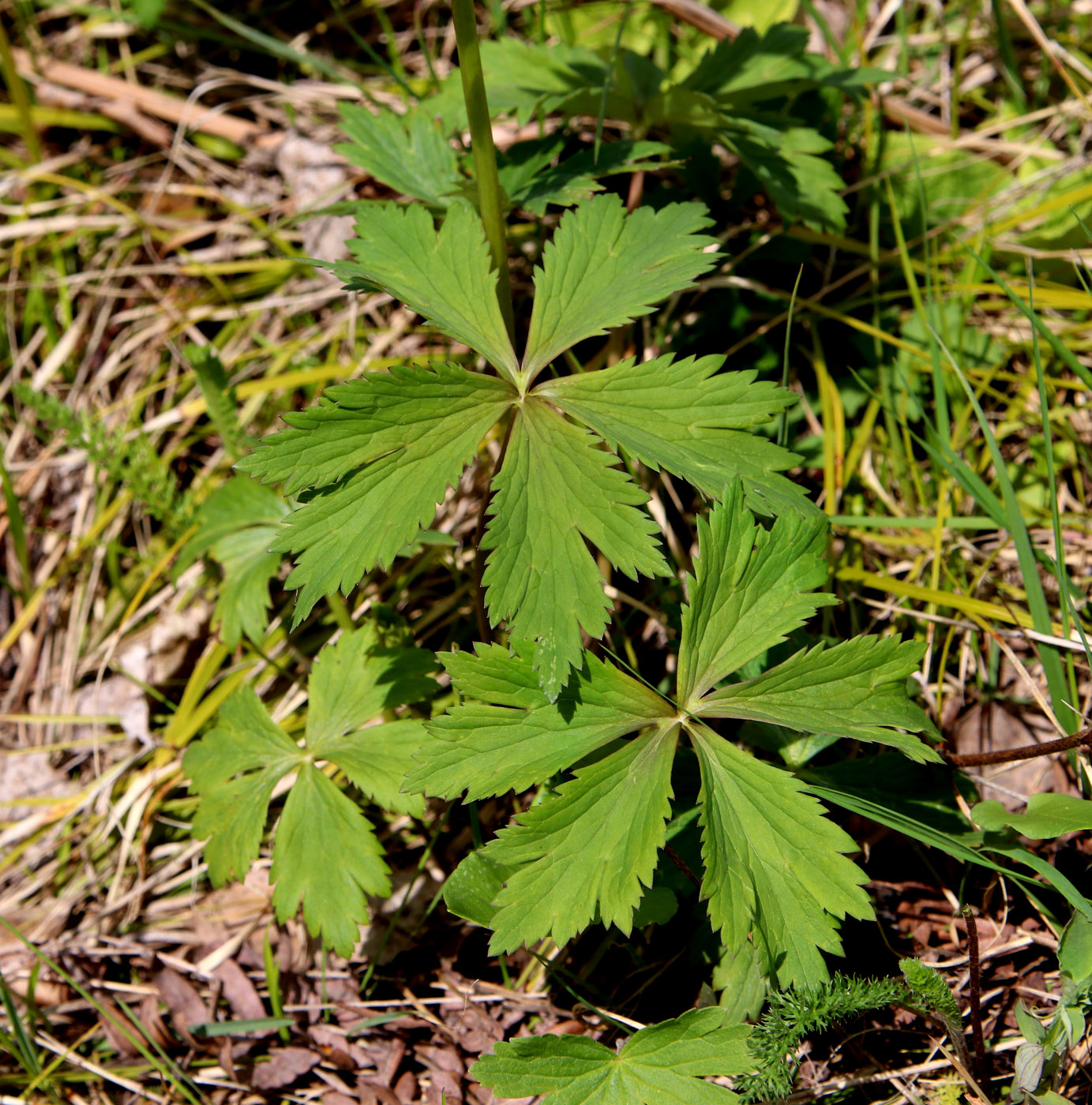 Image of Trollius europaeus specimen.