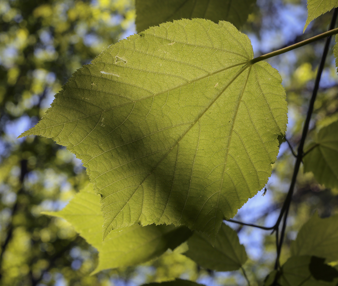 Image of Acer tegmentosum specimen.