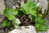 Tussilago farfara