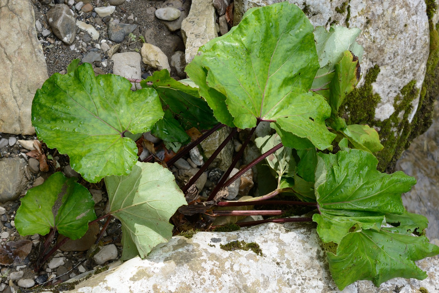 Image of Tussilago farfara specimen.