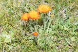 Erigeron aurantiacus