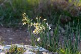 Narcissus tazetta. Отцветающие растения. Израиль, лесопарк Шоам. 11.12.2022.