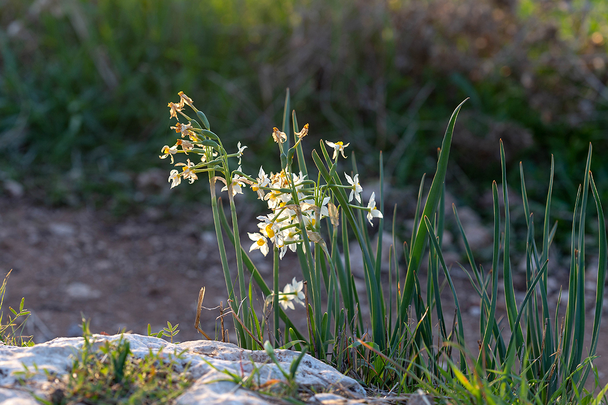 Изображение особи Narcissus tazetta.