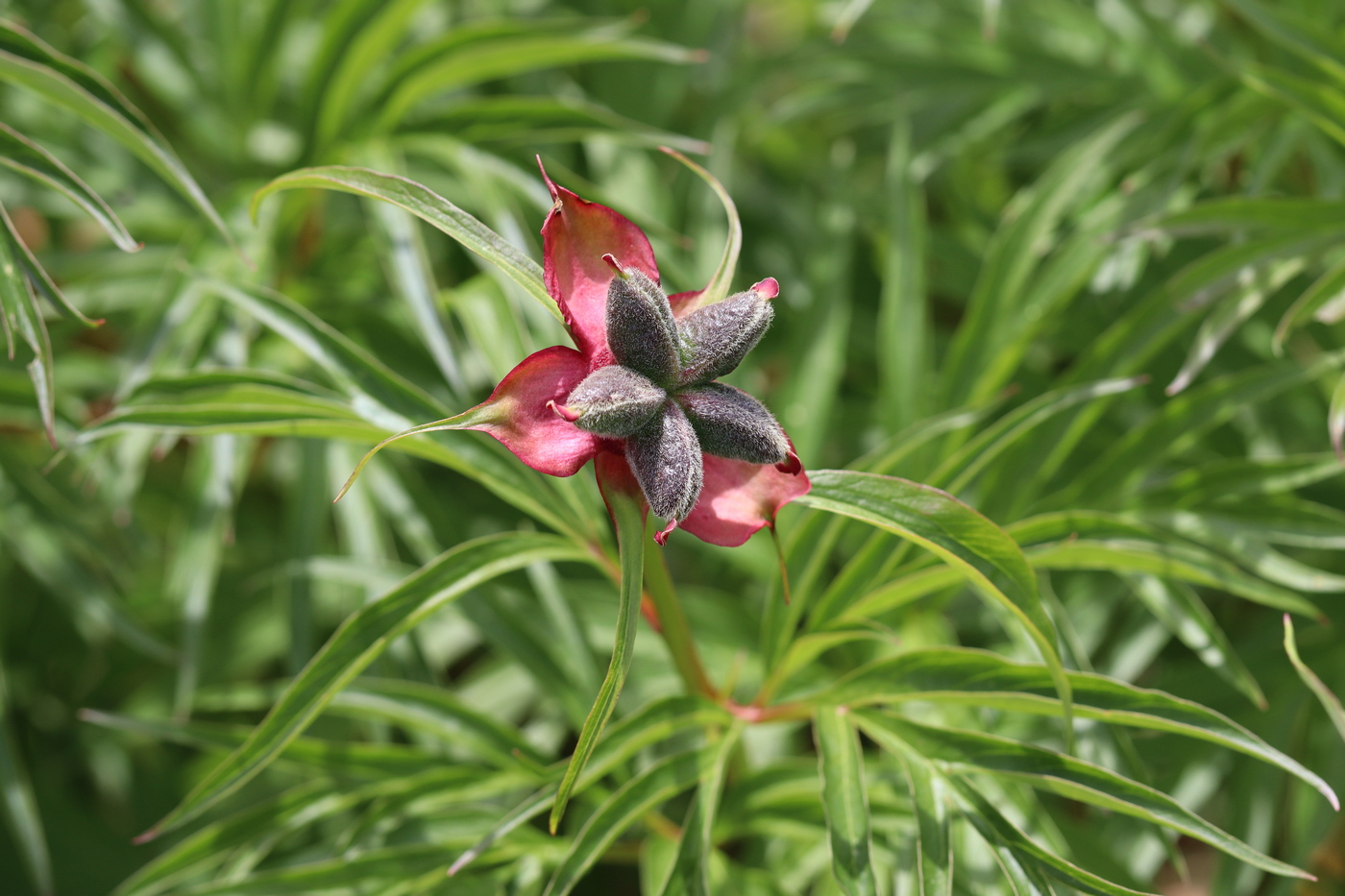 Image of Paeonia intermedia specimen.