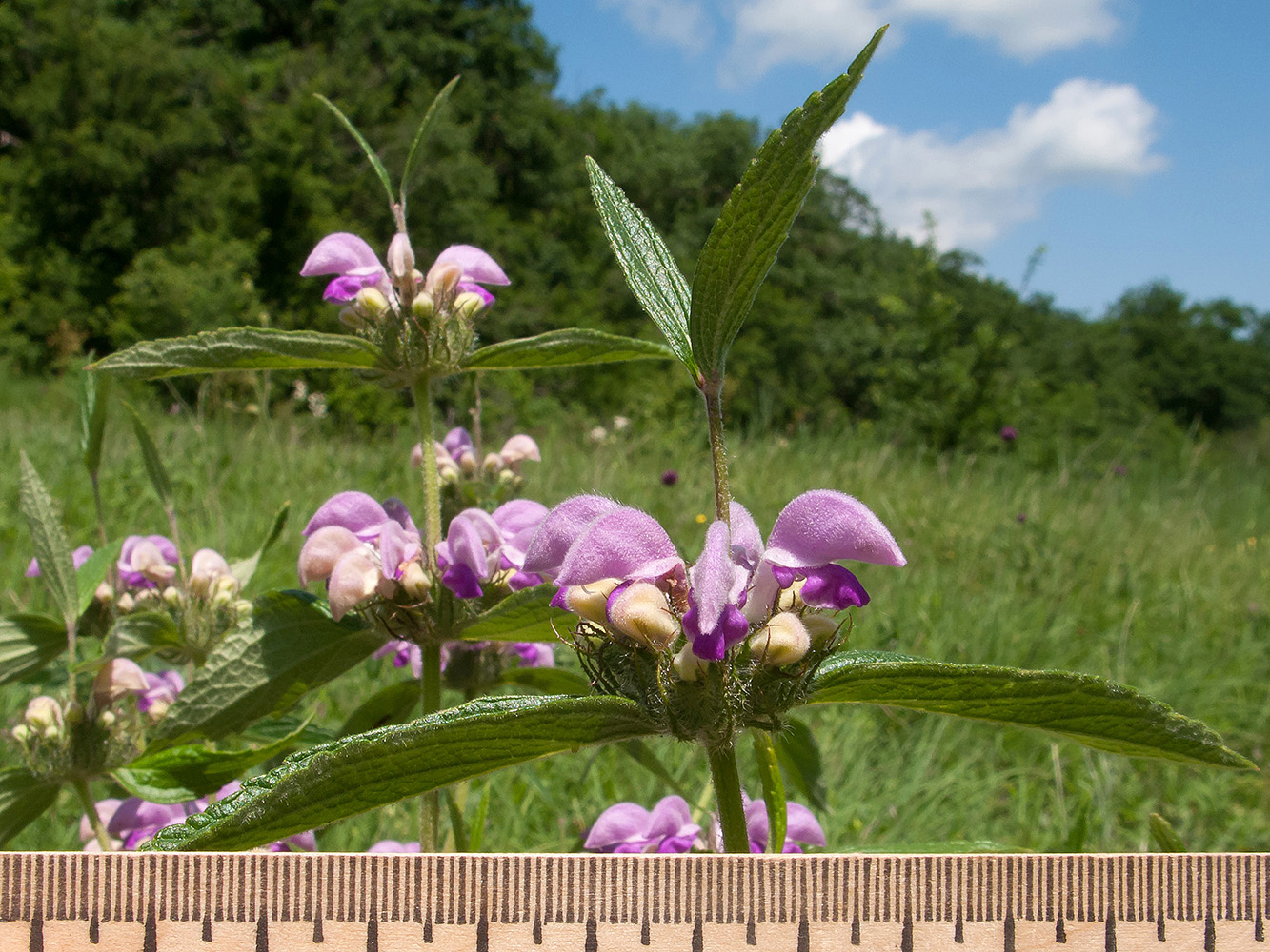 Изображение особи Phlomis taurica.