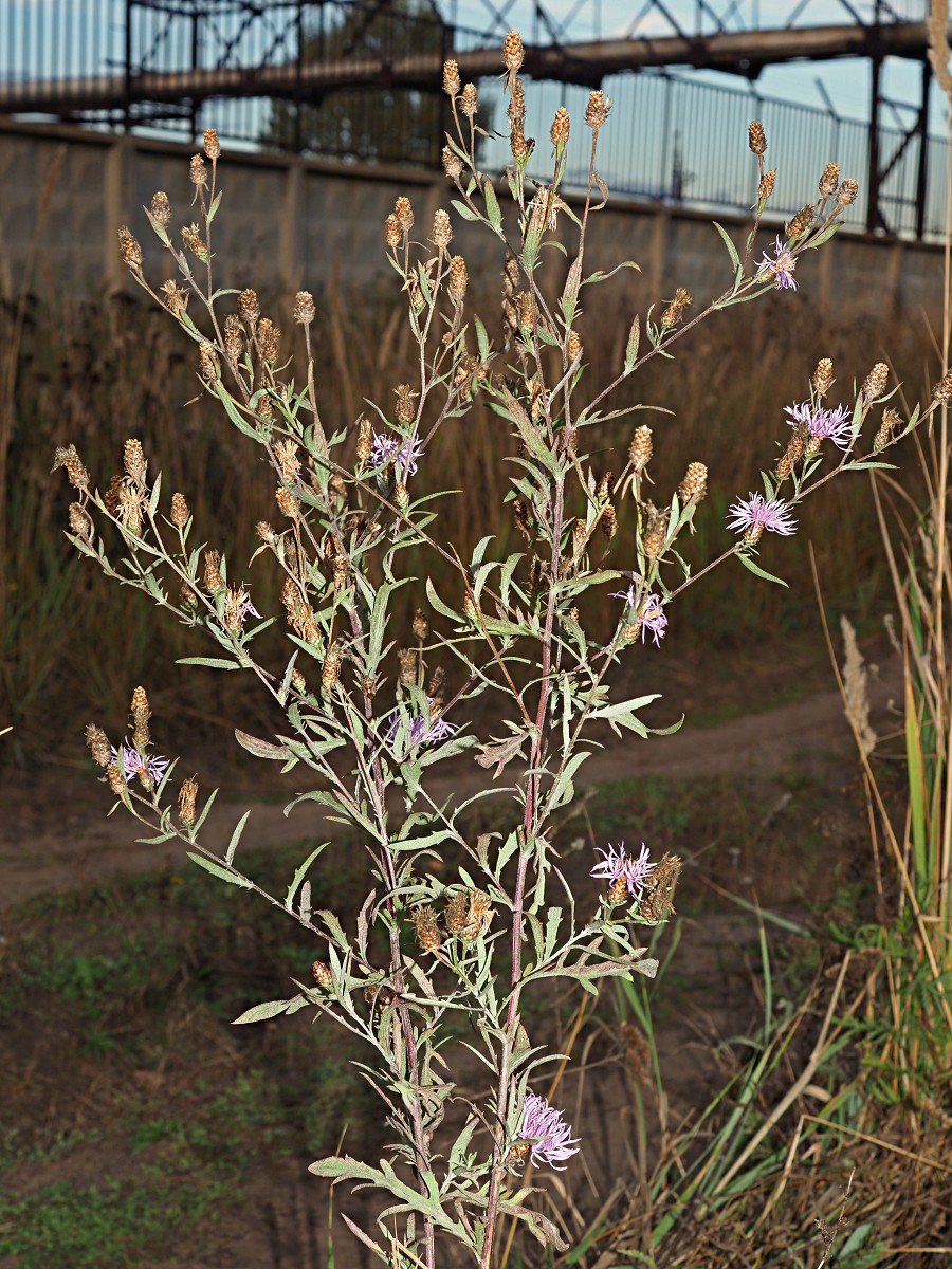 Изображение особи род Centaurea.