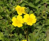 Potentilla reptans