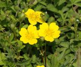 Potentilla reptans. Побег с цветками и бутонами. Краснодарский край, м/о Анапа, пос. Витязево, ул. Знойная, газон между дорогой и тротуаром. 29.05.2021.