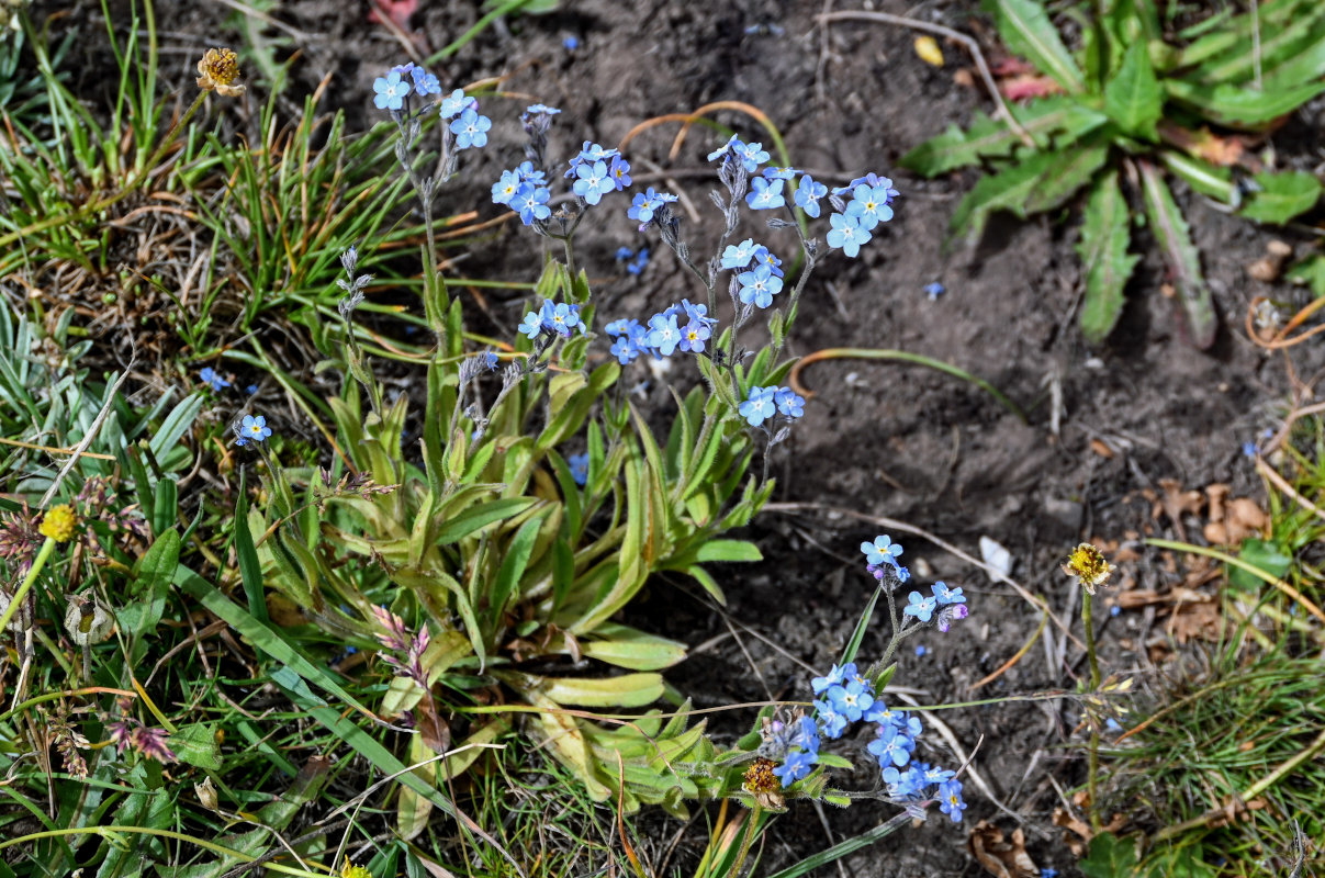 Image of genus Myosotis specimen.