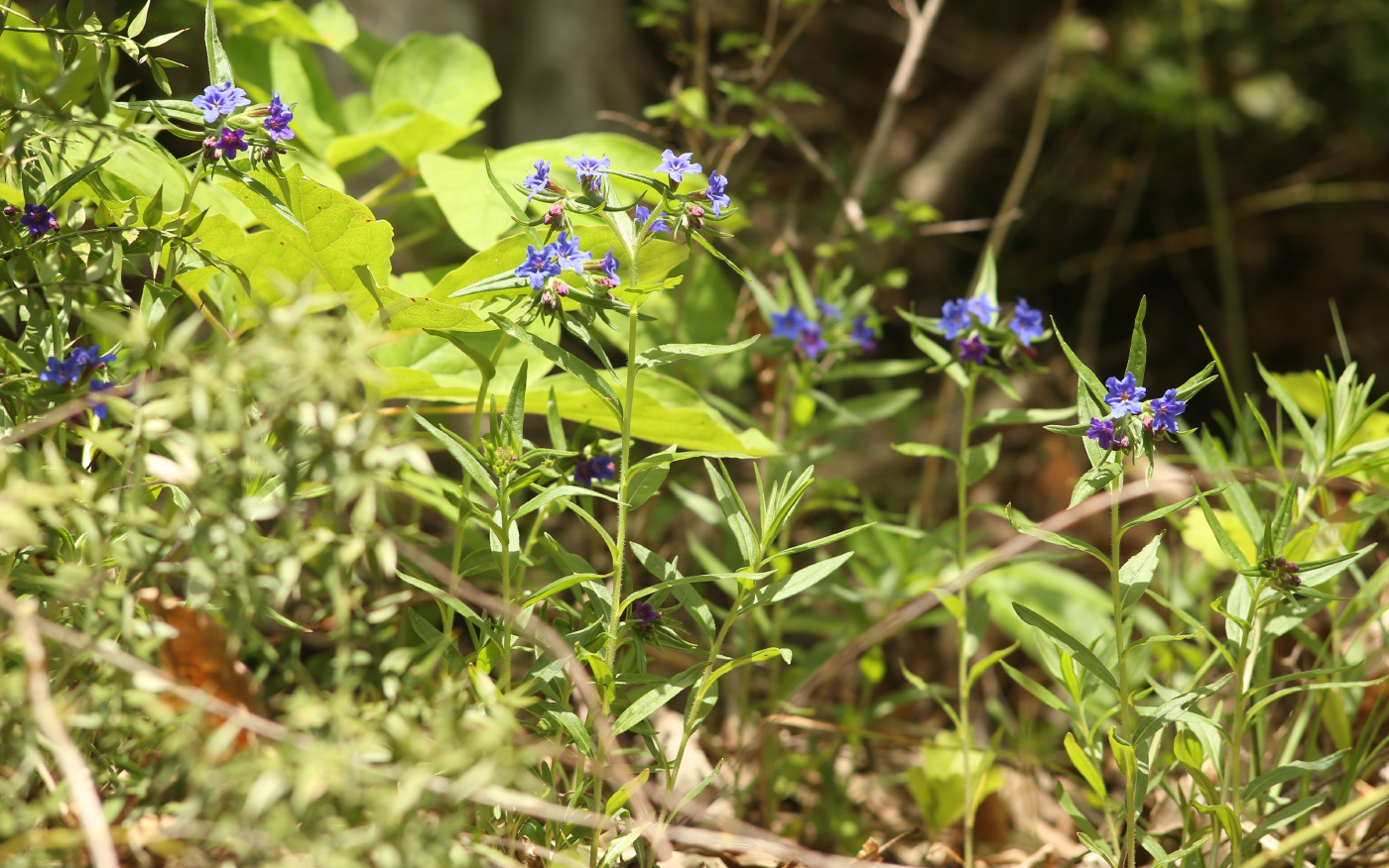 Изображение особи Aegonychon purpureocaeruleum.