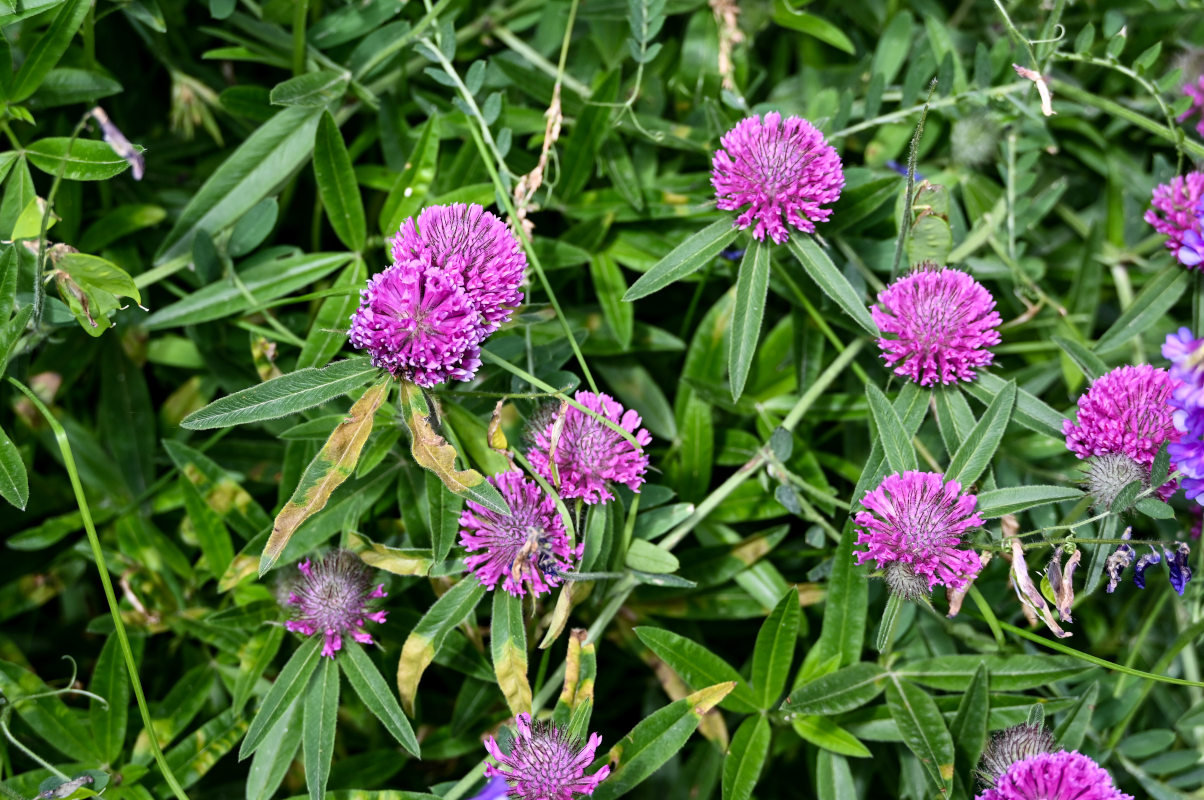 Image of Trifolium alpestre specimen.