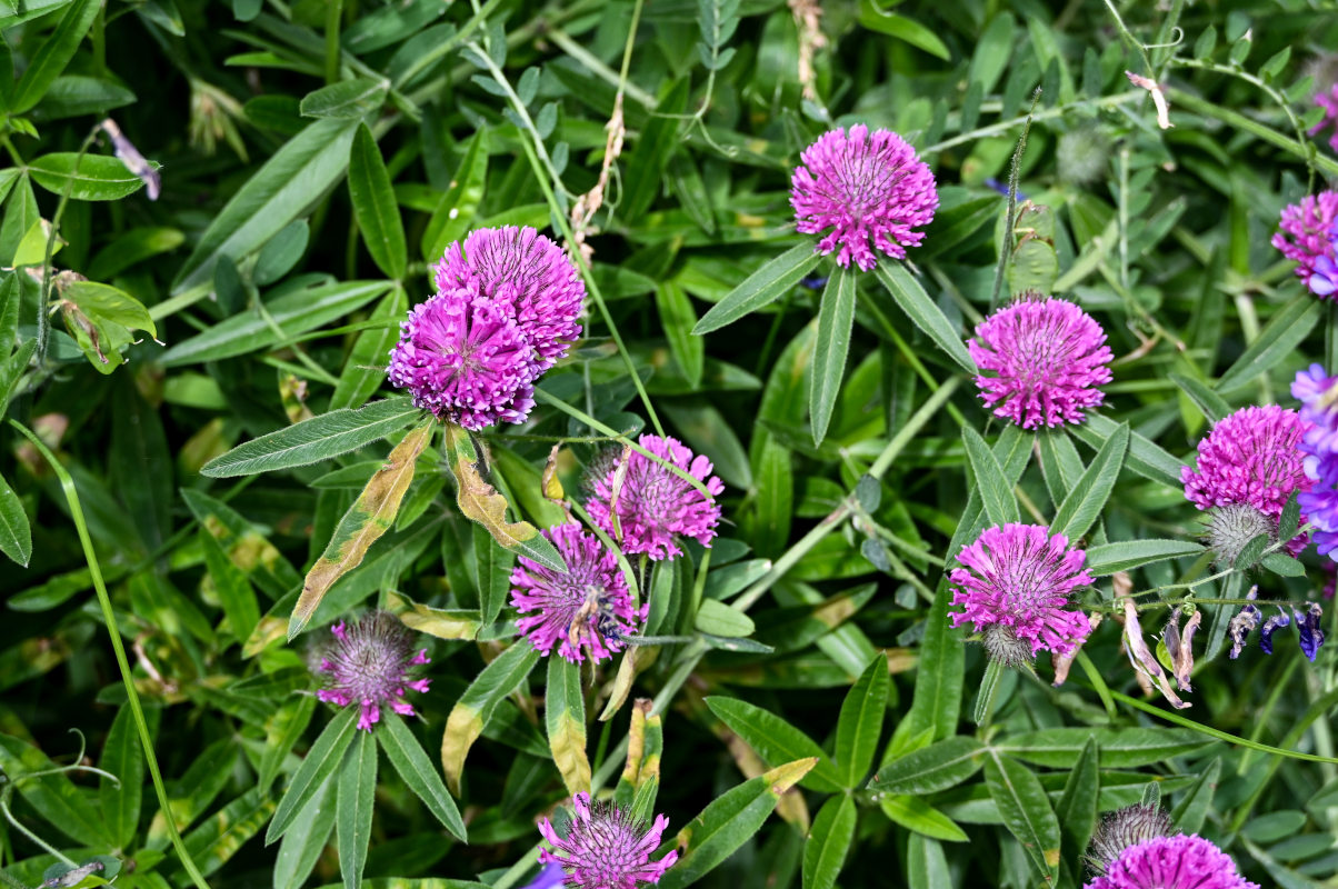 Изображение особи Trifolium alpestre.