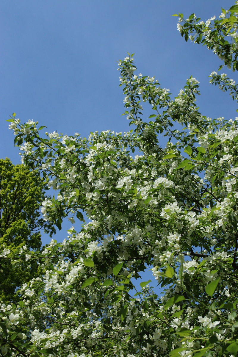 Image of Malus baccata specimen.