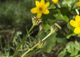 Caltha polypetala. Верхушки побегов с незрелыми плодами. Карачаево-Черкесия, Зеленчукский р-н, окр. пос. Архыз; долина р. София, поляна Ледниковая Ферма, в проходящем через смешанный лес ручье. 12.06.2021.