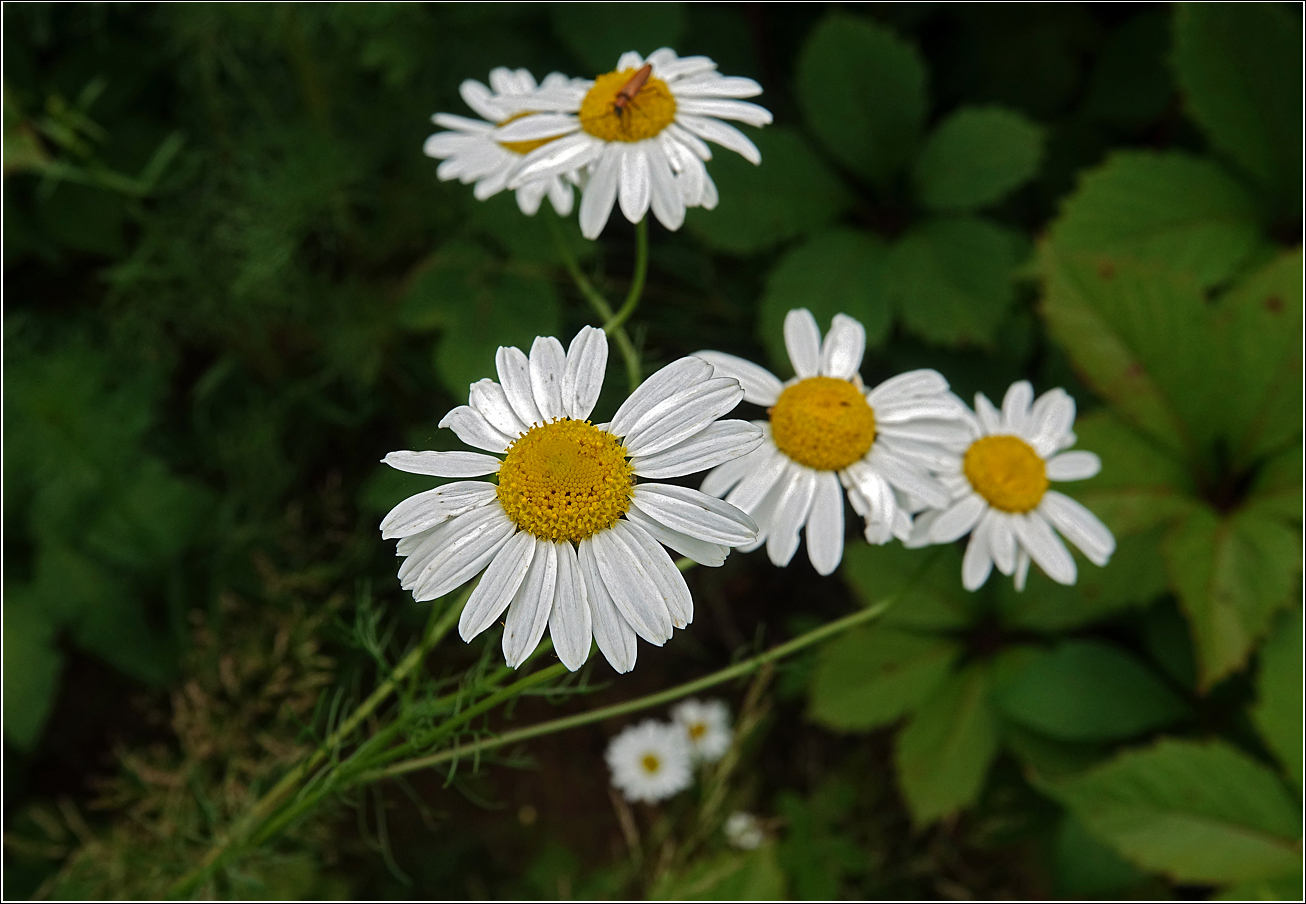 Изображение особи Tripleurospermum inodorum.