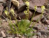 Pedicularis dolichorrhiza