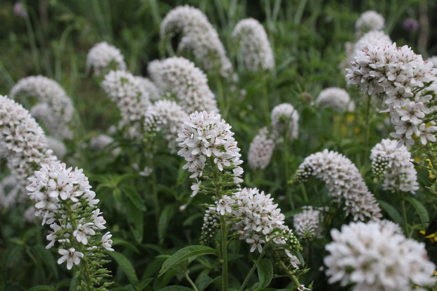 Image of Lysimachia clethroides specimen.