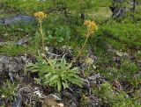 Patrinia sibirica. Плодоносящее растения. Республика Саха, Оленёкский улус, басс. р. Олломокит, ок. 600 м н.у.м., край лиственничного леса. 02.08.2023.