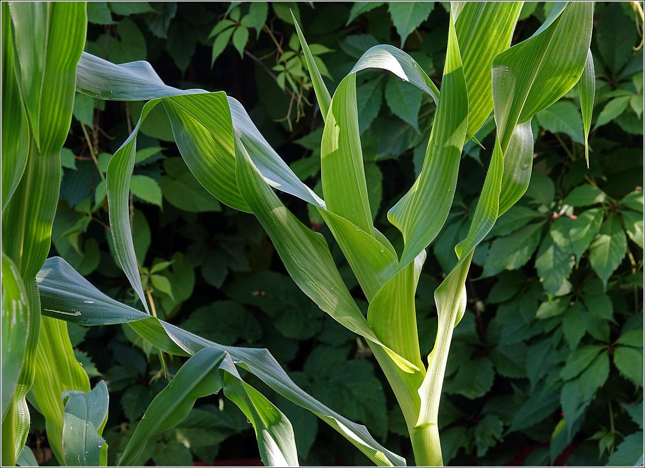 Image of Zea mays specimen.