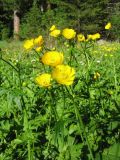 Ranunculus grandifolius. Верхушки цветущих растений. Казахстан, Центральный Алтай, окр. оз. Рахмановское, 1760 м н.у.м., опушка хвойного леса. 26 июня 2023 г.