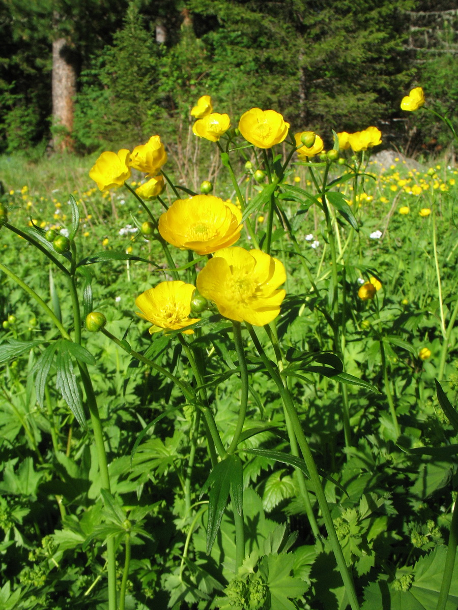 Изображение особи Ranunculus grandifolius.