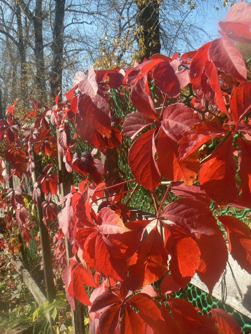 Изображение особи род Parthenocissus.