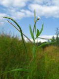 Epilobium palustre. Верхняя часть цветущего и плодоносящего растения. Окр. Томска, низинное болотце. 26.08.2009.