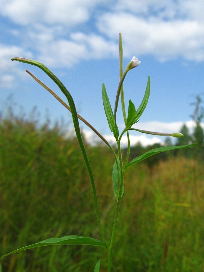 Изображение особи Epilobium palustre.