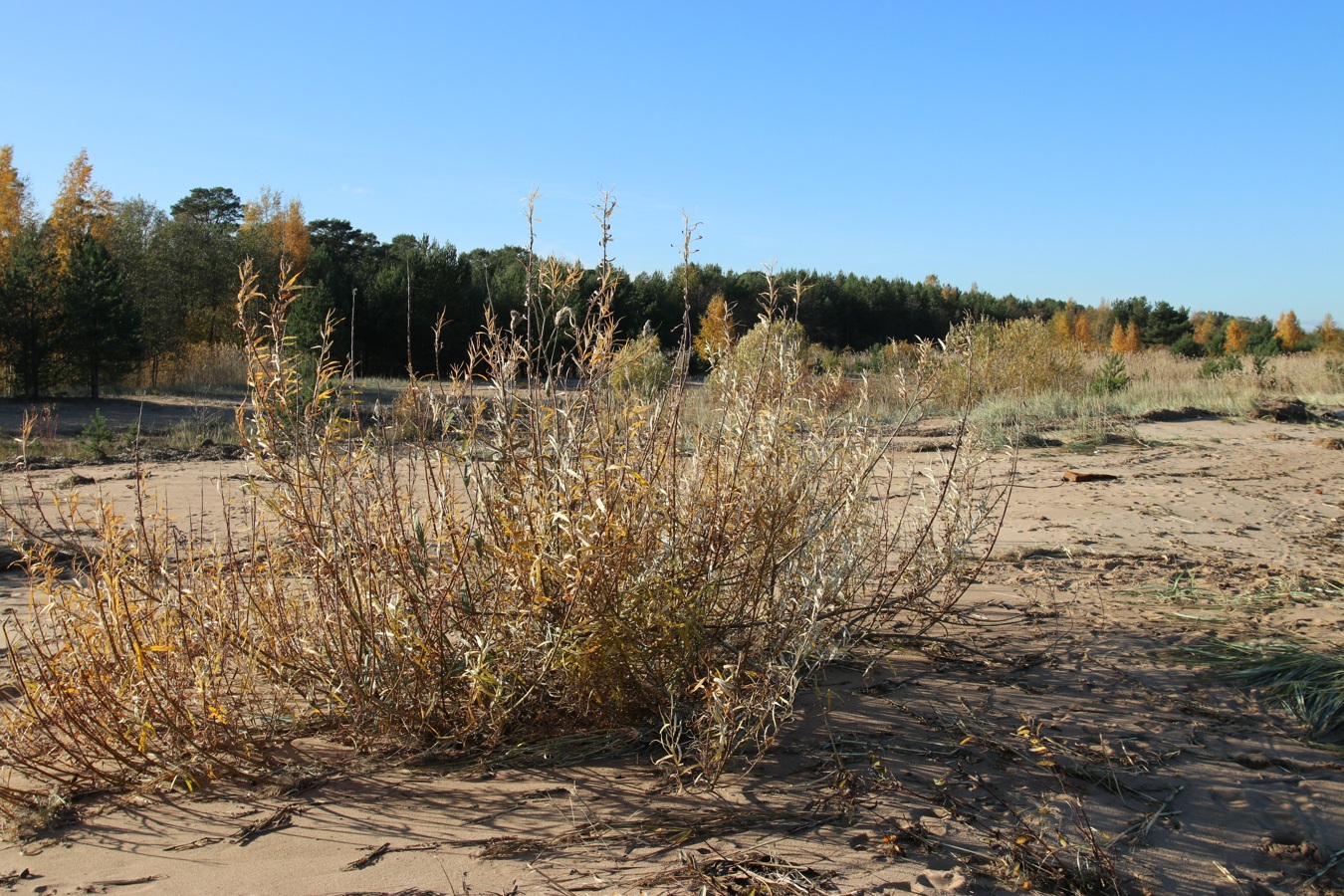 Image of Salix viminalis specimen.