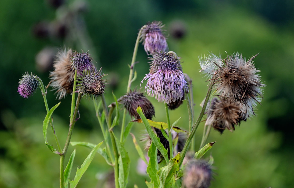 Image of Cirsium kamtschaticum specimen.