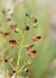 Scrophularia olympica. Верхушка соцветия. Карачаево-Черкесия, Карачаевский р-н, Большой Кавказ, ущелье Чунгур-Джар, ур. \"Аэродром\", левый берег реки Чунгур-Джар, ≈ 2660 м н.у.м., задернованная каменисто-щебнистая россыпь, 22.07.2023.