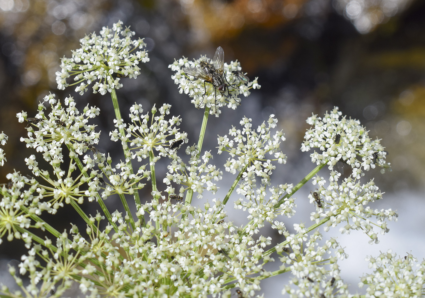 Изображение особи семейство Apiaceae.