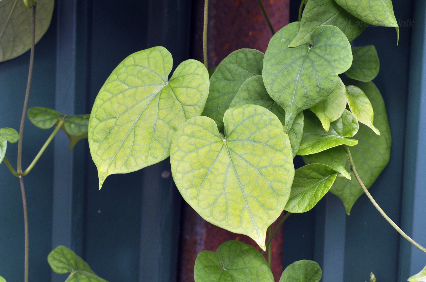 Изображение особи Telosma cordata.