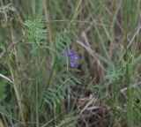 род Vicia. Верхушка цветущего растения. Чечня, Шаройский р-н, левый берег р. Шароаргун в 2 км выше устья р. Кенхи. 11 августа 2023 г.