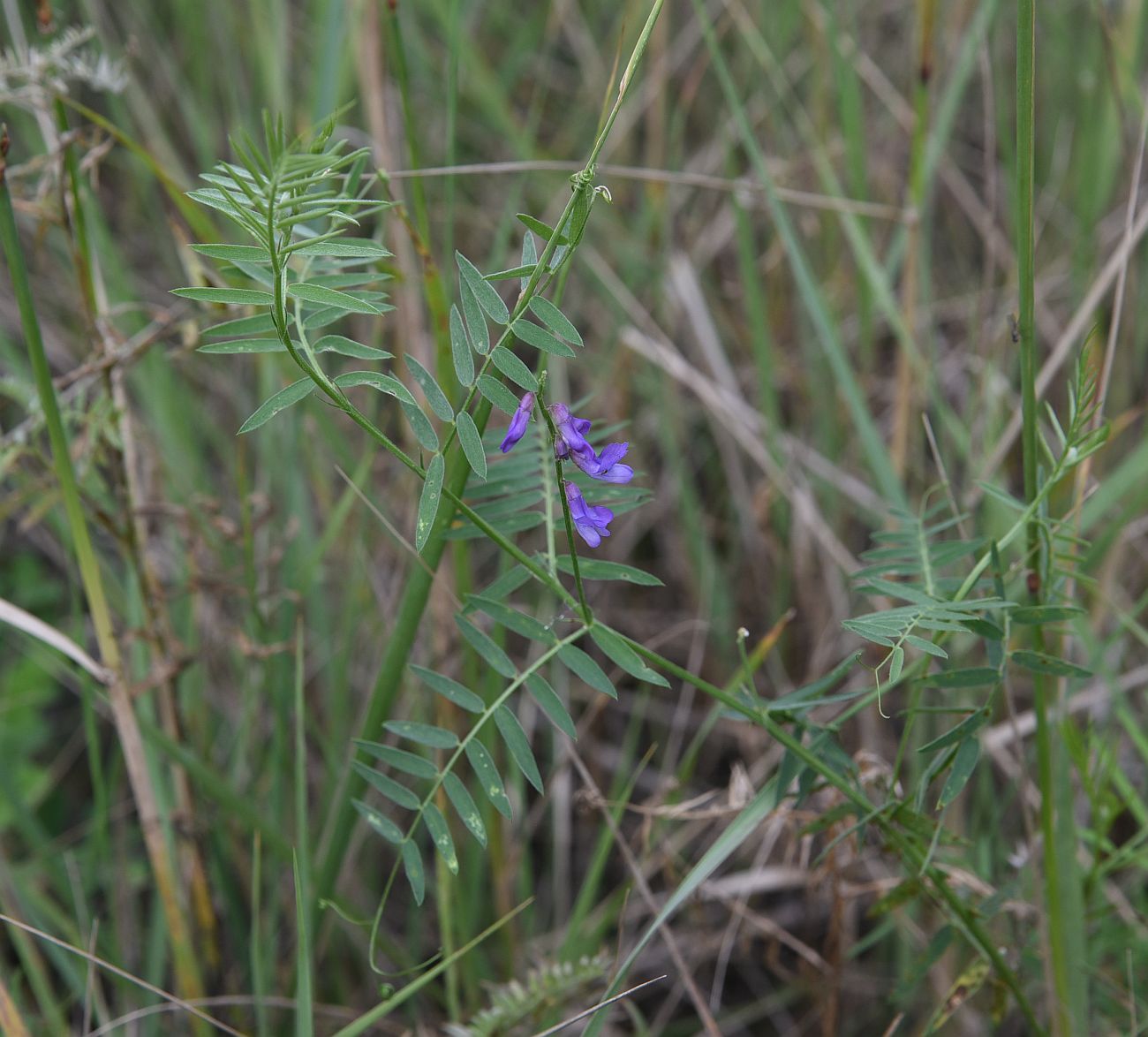 Image of genus Vicia specimen.