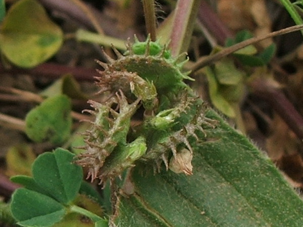 Image of Medicago denticulata specimen.