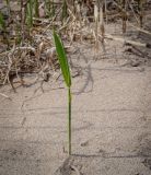 Phragmites australis. Вегетирующее растение. Пермский край, Оханский р-н, Тулумбаихинское сельское поселение, Кунчурихинский бор, песчаный берег. 03.05.2023.