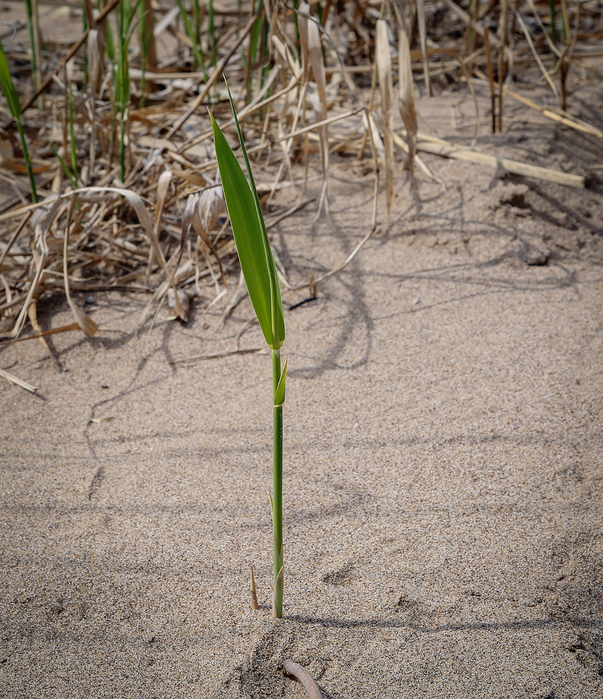 Image of Phragmites australis specimen.