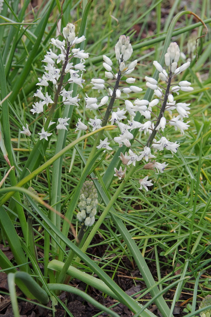 Image of Bellevalia romana specimen.