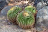 Echinocactus grusonii