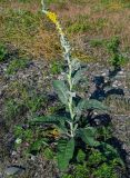 Verbascum gnaphalodes