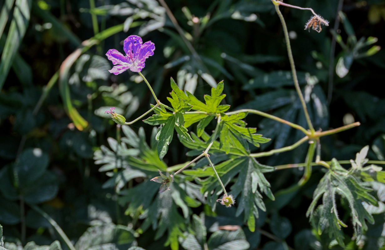 Изображение особи Geranium yesoense.