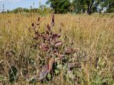 Lepidium latifolium. Растение в осенней окраске в окружении плодоносящих Silene sibirica. Башкортостан, Хайбуллинский р-н, с. Акъяр, долина р. Таналык, береговая терраса, разнотравный луг. 4 сентября 2023 г.