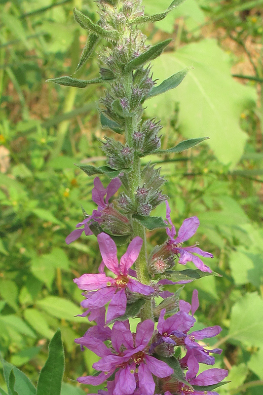 Image of Lythrum intermedium specimen.