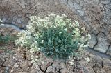 Lepidium cartilagineum