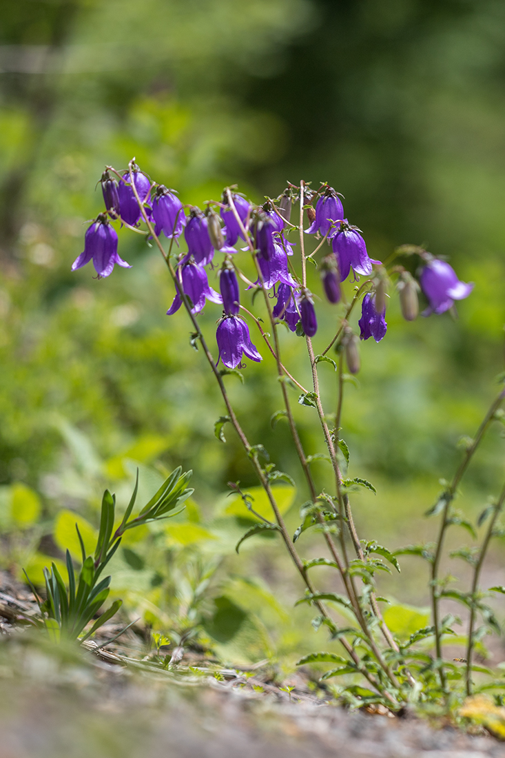 Изображение особи Campanula longistyla.
