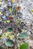 Cotoneaster integerrimus. Часть ветви с плодами. Краснодарский край, Туапсинский р-н, Главный Кавказский хр., окр. горы Семиглавая, высота 1400 м н.у.м., скалы. 19.05.2024.