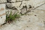 Carex spicata