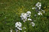 Hesperis voronovii
