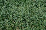 Atriplex tatarica